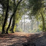Sutton Park1