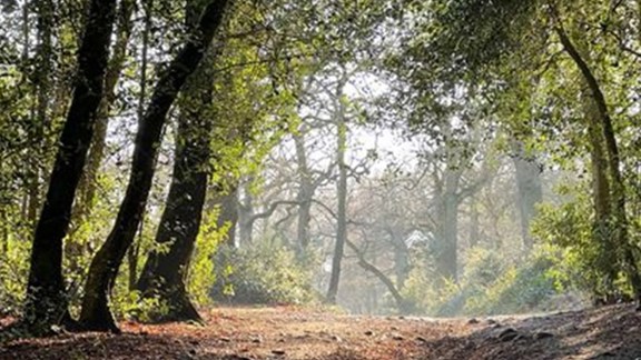 Sutton Park1