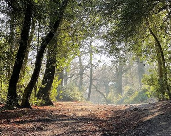 Sutton Park1