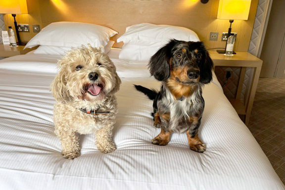 Paddy And Albie