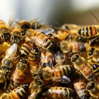 Bees