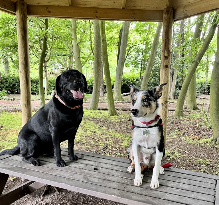 Dogs