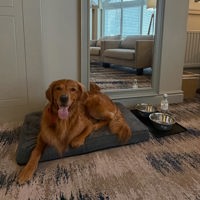 IG @Ranger Goldenretriver (2)